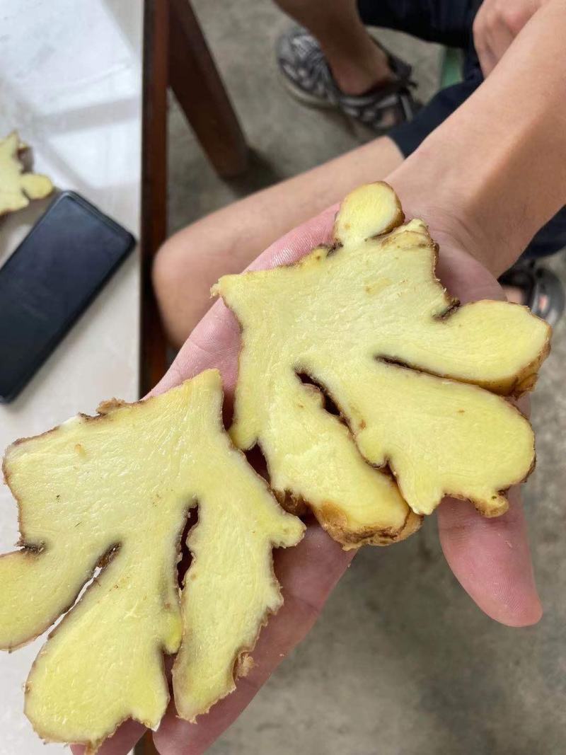 精选【生姜】大黄姜生姜产地供应常年供应全国发货
