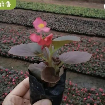 四季海棠
