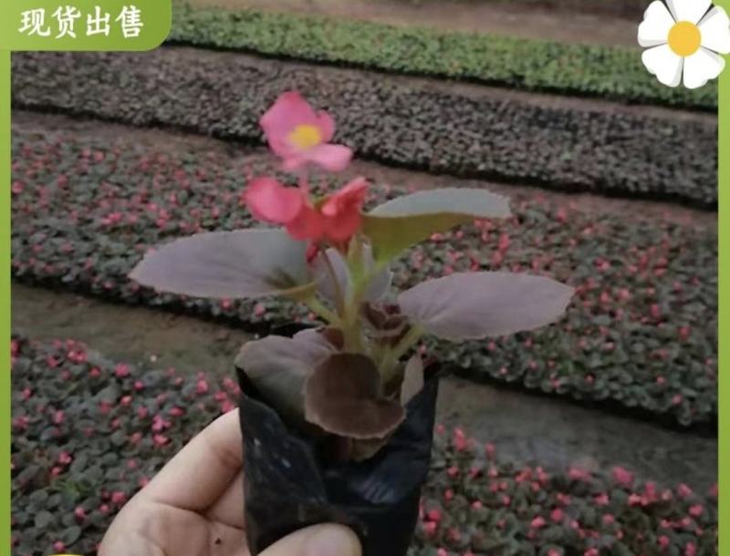 四季海棠
