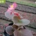 四季海棠