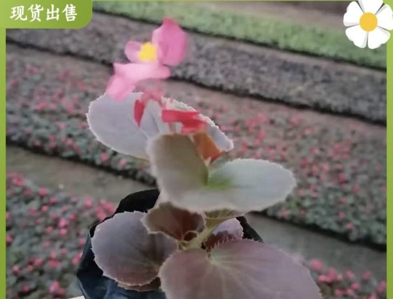 四季海棠