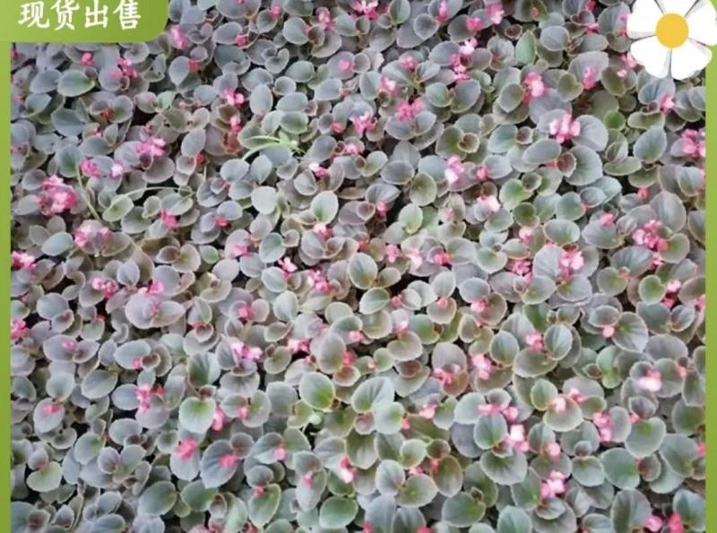 四季海棠