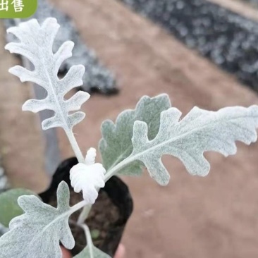 银叶菊