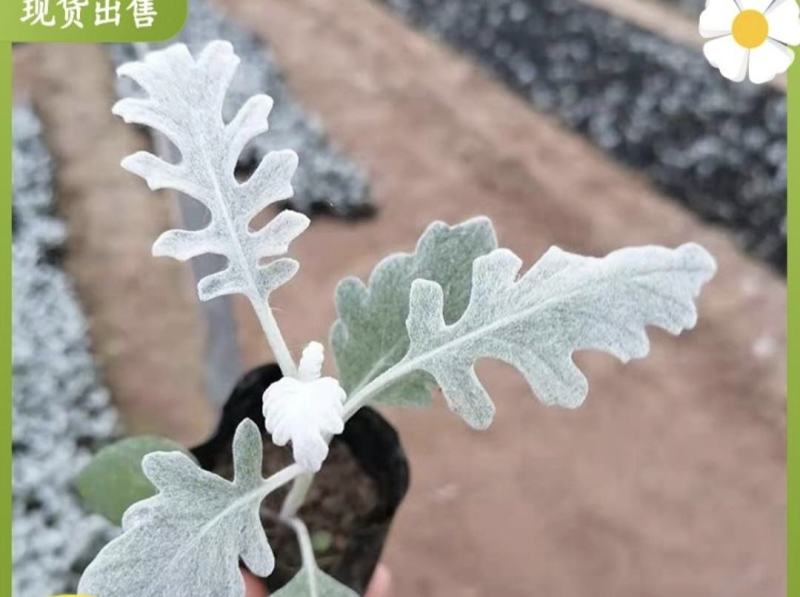 银叶菊