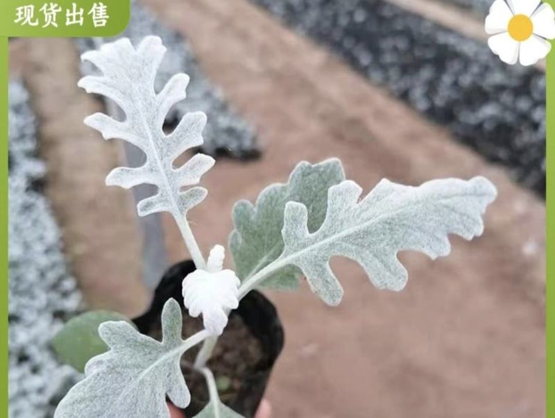 银叶菊