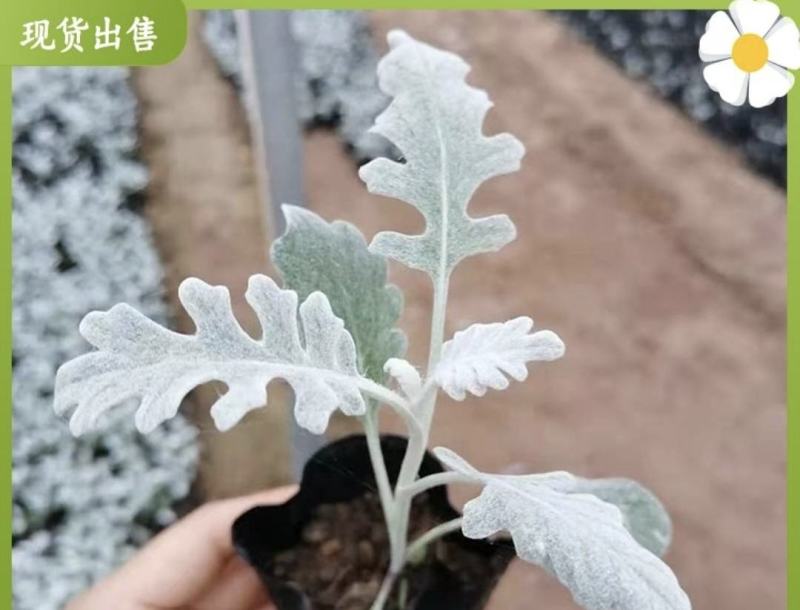 银叶菊