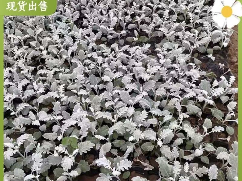 银叶菊