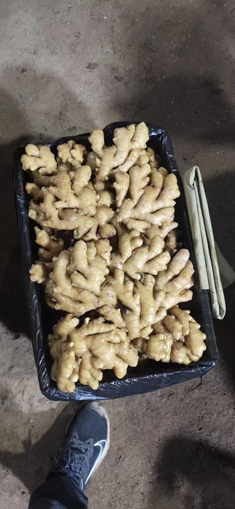 大黄姜《精选》生姜产地货源充足全国发货质量保证