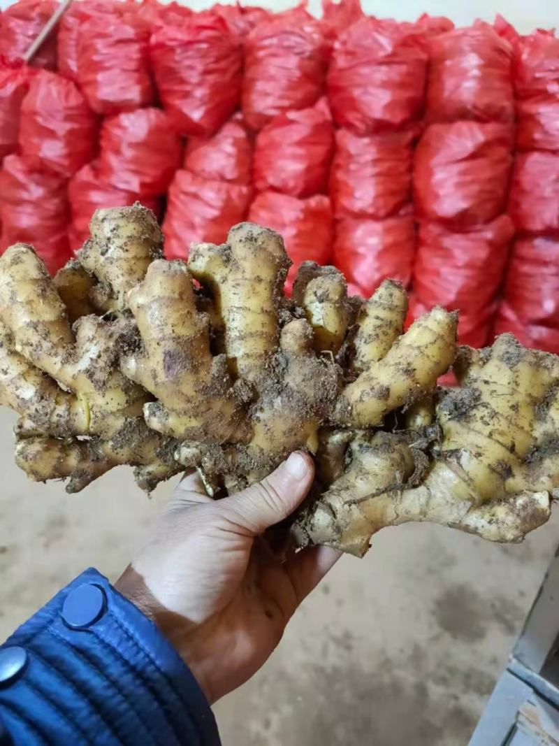 大黄姜《精选》生姜产地货源充足全国发货质量保证