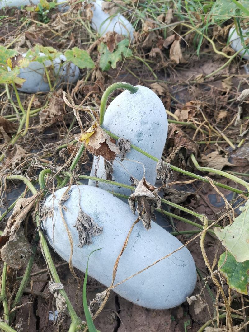 特价出售峨山小香冬瓜20吨上市，价格便宜质量好，欢迎致电
