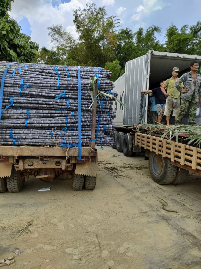 广西黑皮甘蔗产地直发质量保证口感清甜可提供免费回头车