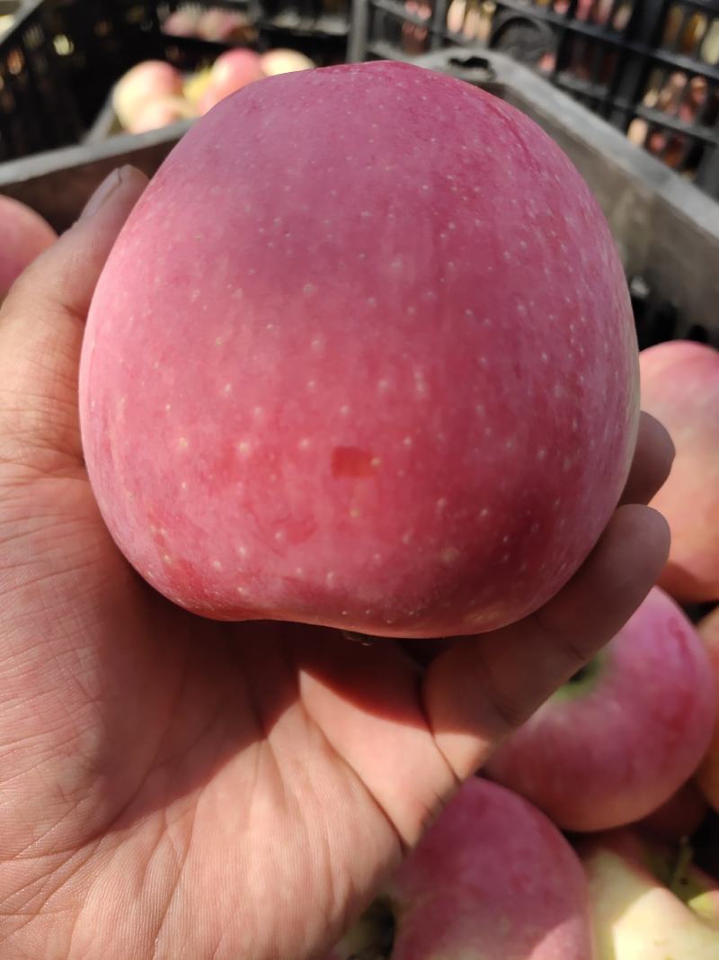 红星苹果大量上市，产地一手货源中秋送礼佳品