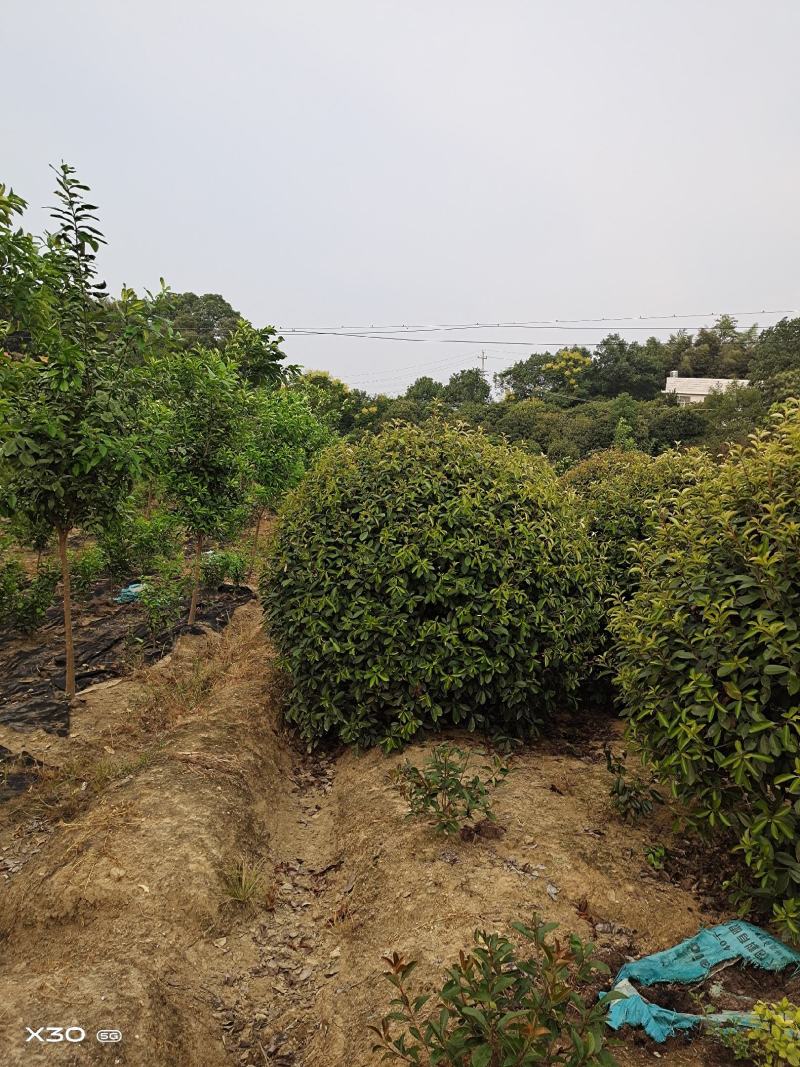 红叶石楠球