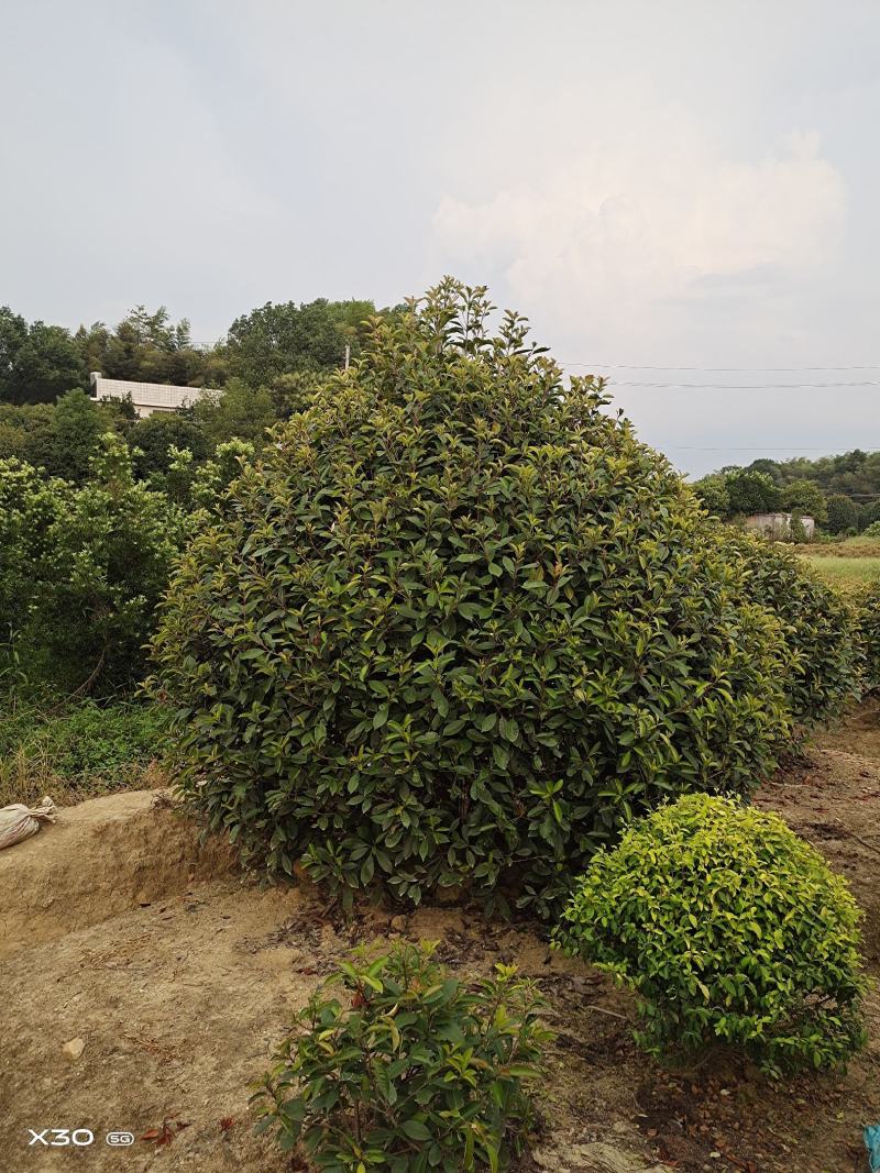 红叶石楠球