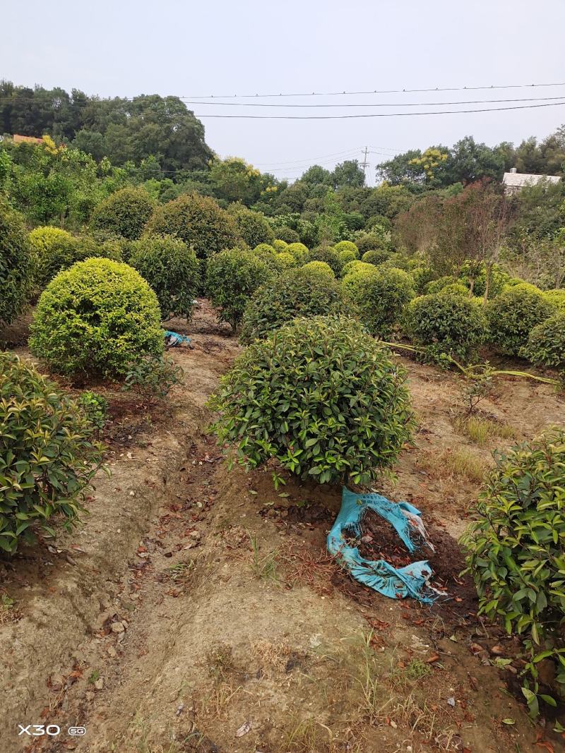 红叶石楠球