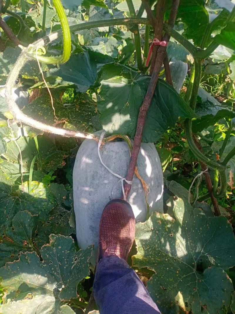 冬瓜大量上市有需要的老板快快以我联系