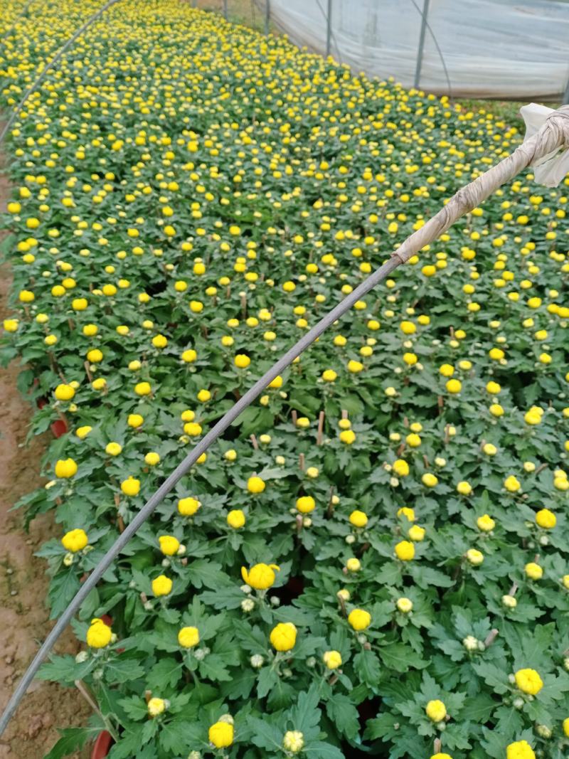 菊花大菊花，九月菊，龙爪菊，千头菊
