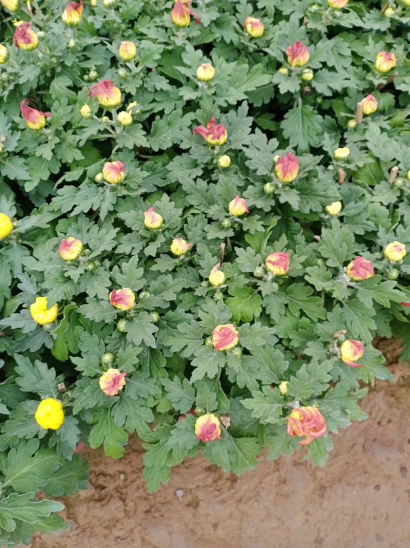 菊花大菊花，九月菊，龙爪菊，千头菊