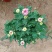 菊花大菊花，九月菊，龙爪菊，千头菊