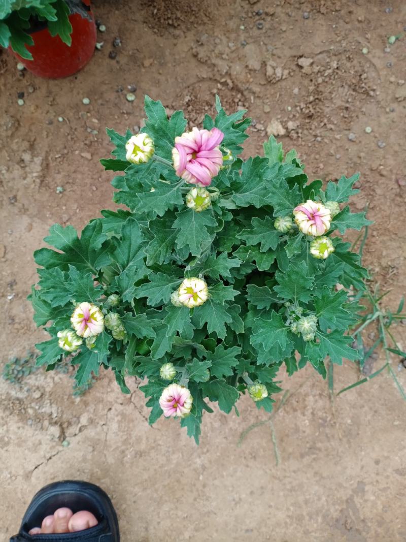 菊花大菊花，九月菊，龙爪菊，千头菊