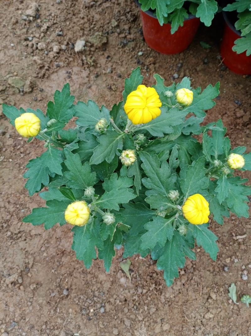 菊花大菊花，九月菊，龙爪菊，千头菊