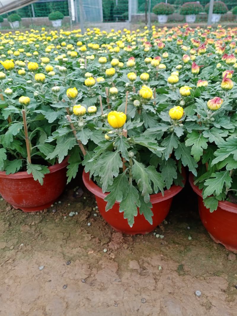 菊花大菊花，九月菊，龙爪菊，千头菊