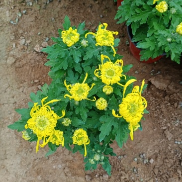 菊花大菊花，九月菊，龙爪菊，千头菊