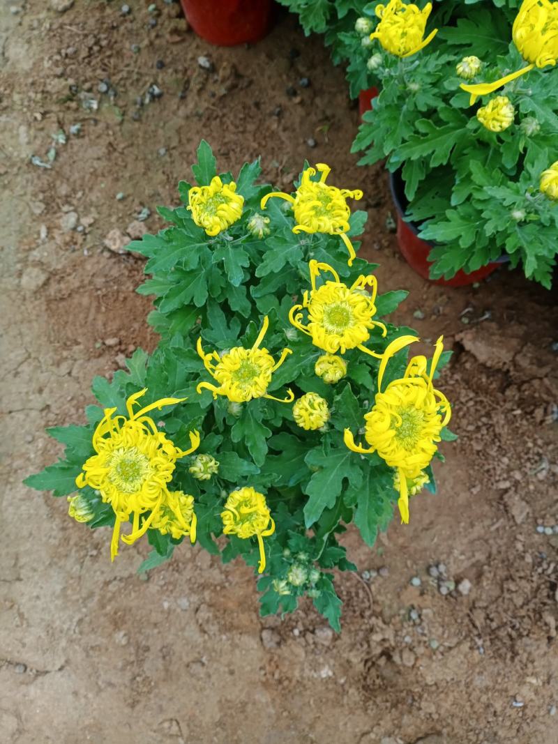 菊花大菊花，九月菊，龙爪菊，千头菊