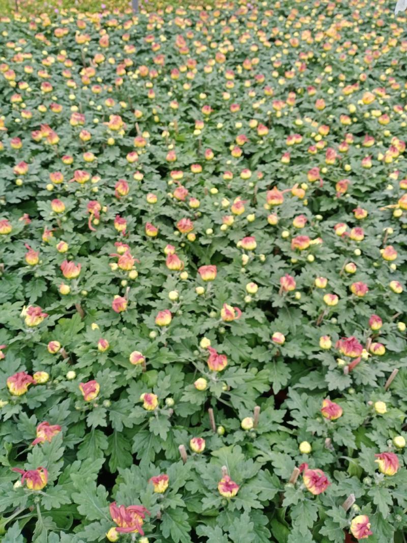 菊花大菊花，九月菊，龙爪菊，千头菊
