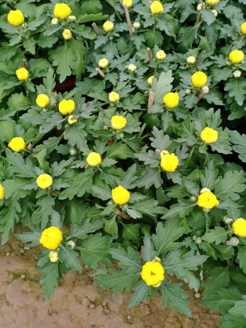 菊花大菊花，九月菊，龙爪菊，千头菊