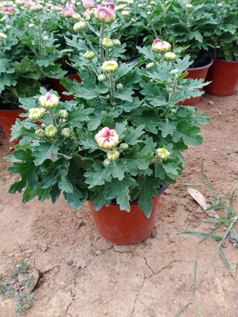 菊花大菊花，九月菊，龙爪菊，千头菊