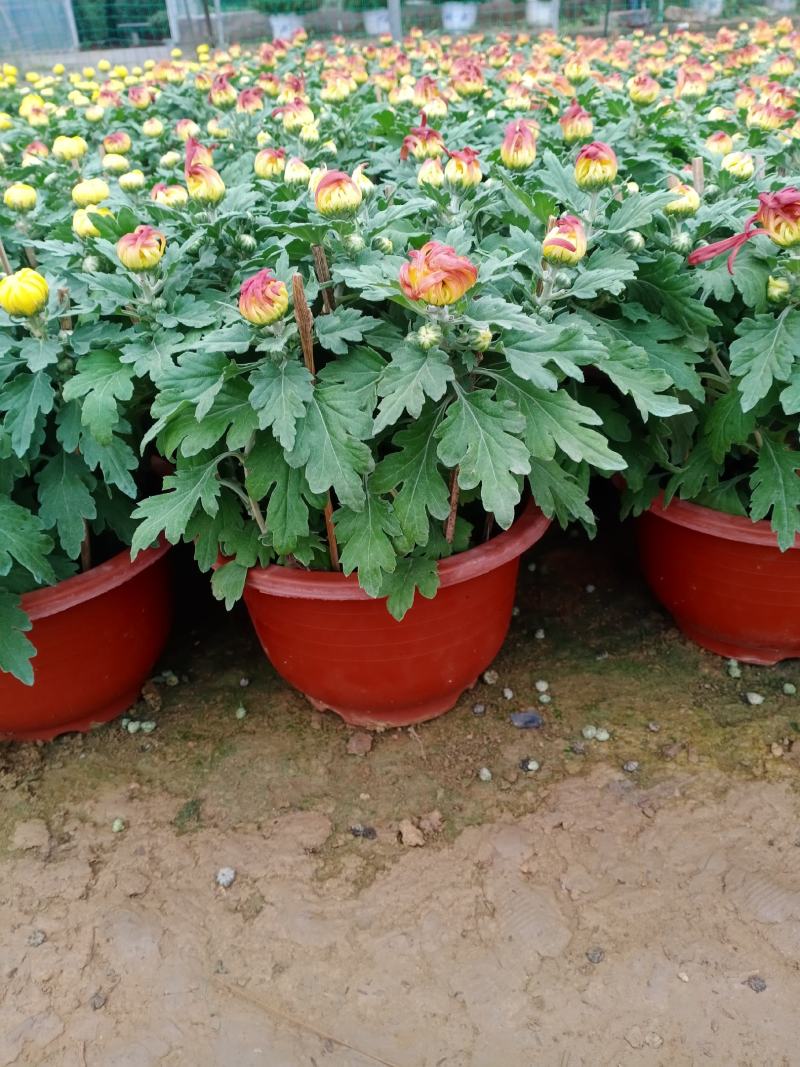 菊花大菊花，九月菊，龙爪菊，千头菊