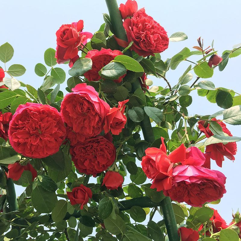 欧州藤本月季小苗品种齐全花色多