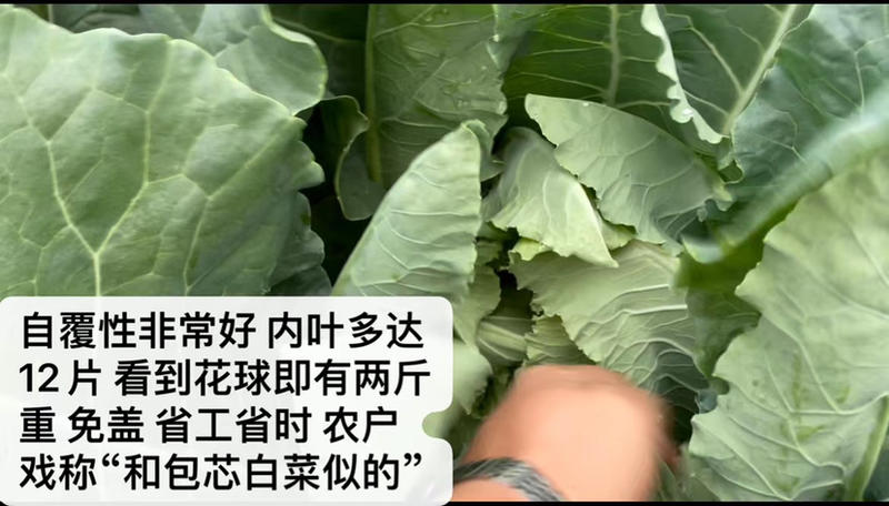 珍玉50极早熟秋花菜抗逆性强可提早种植