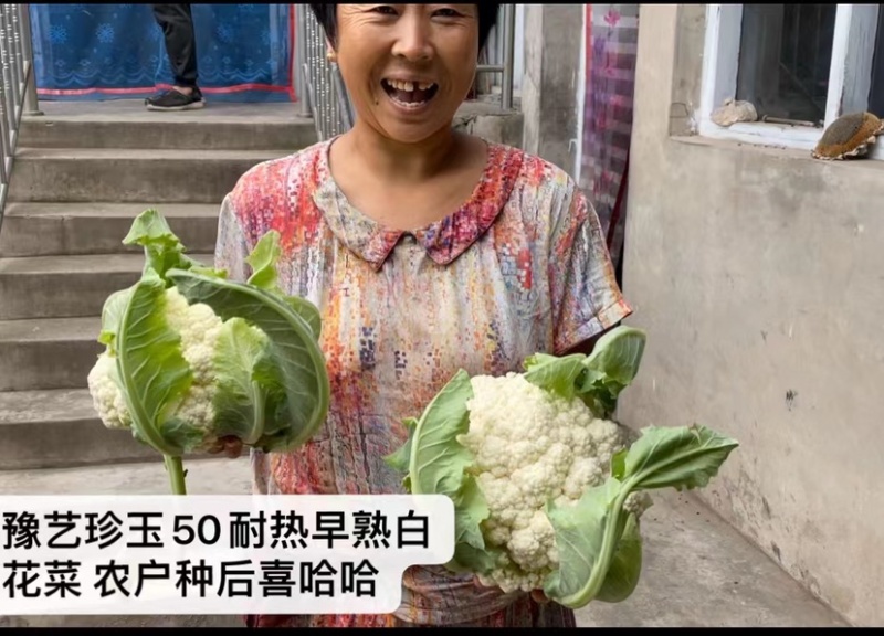 珍玉50极早熟秋花菜抗逆性强可提早种植