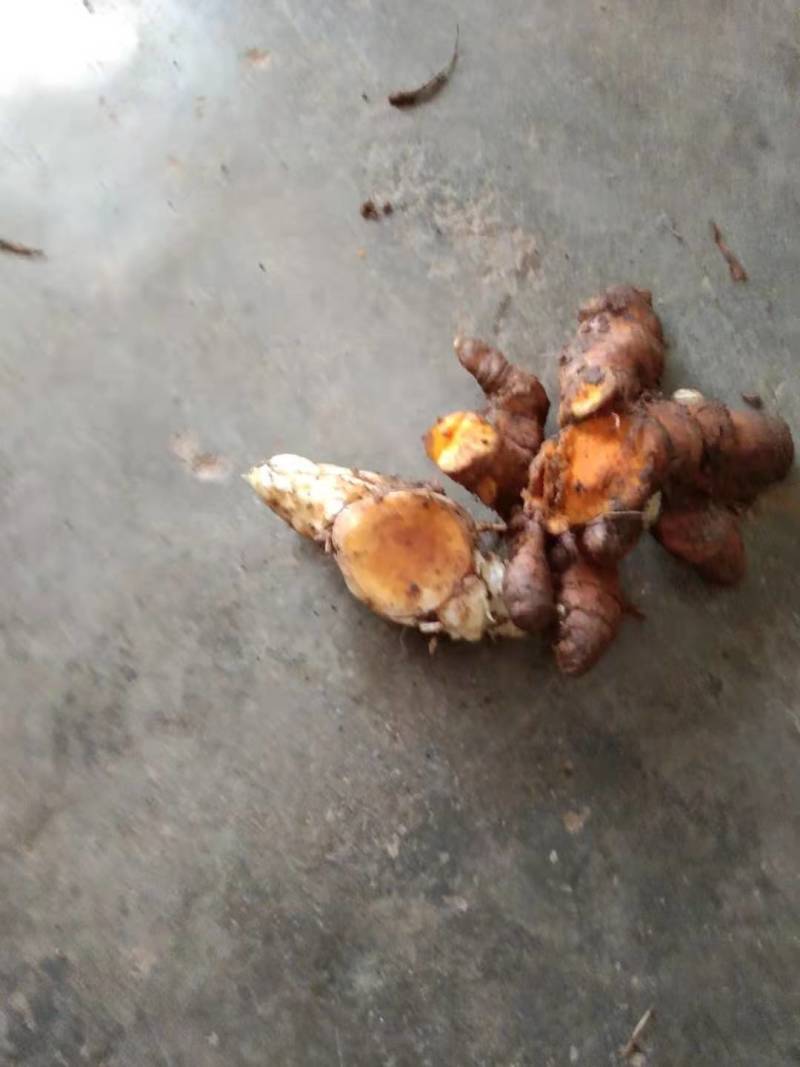 姜黄云南产地直发，每年产新三十吨无公害种植一手货源。