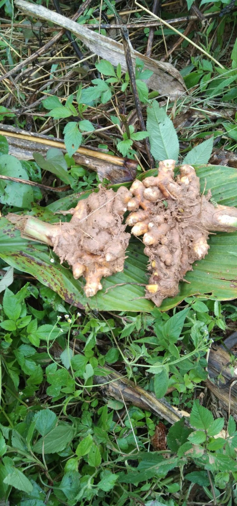 姜黄云南产地直发，每年产新三十吨无公害种植一手货源。