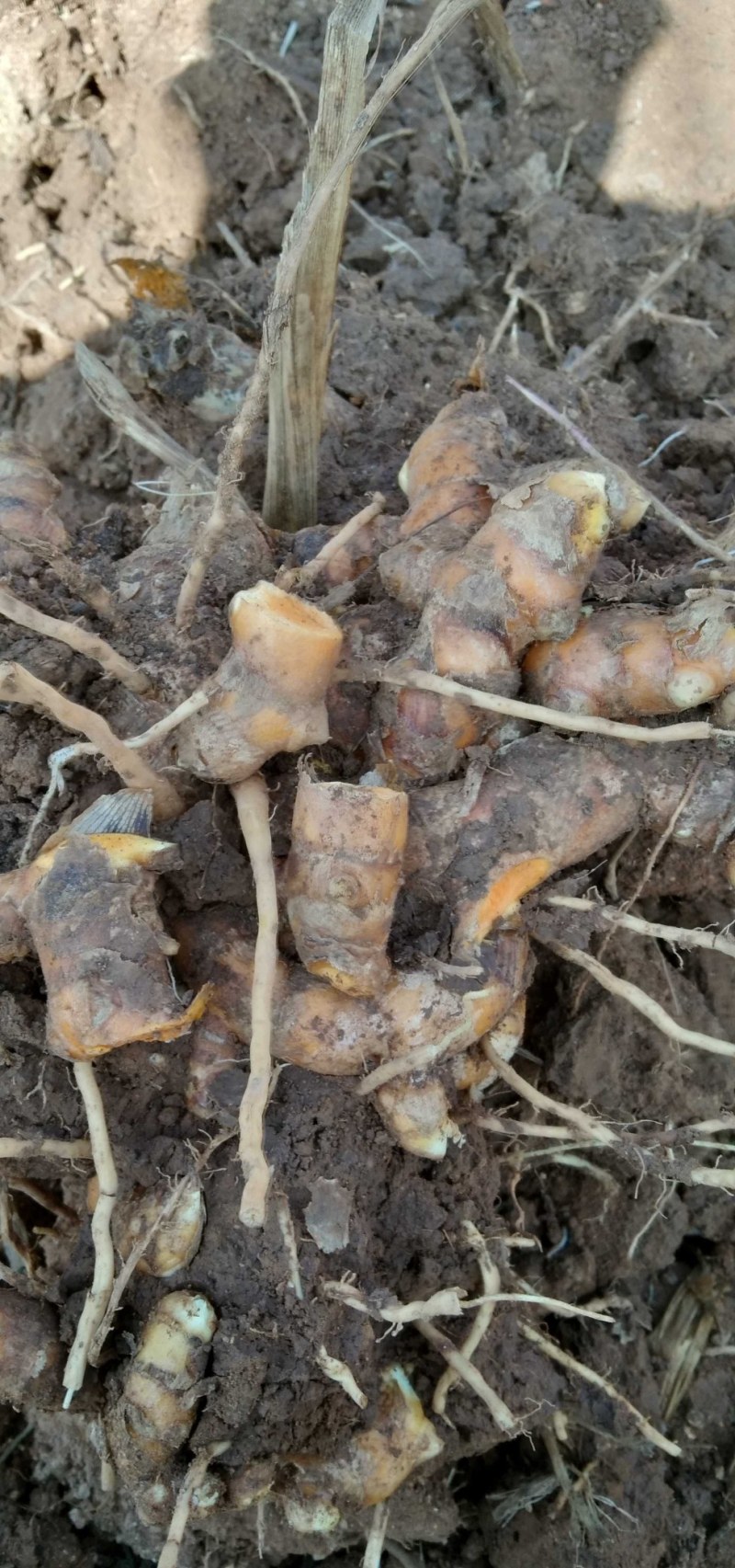 姜黄云南产地直发，每年产新三十吨无公害种植一手货源。
