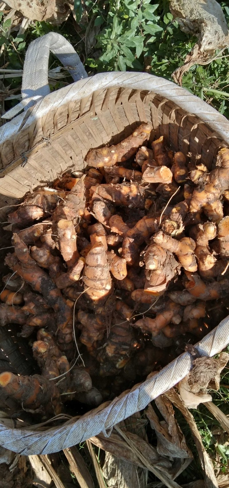 姜黄云南产地直发，每年产新三十吨无公害种植一手货源。