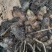 姜黄云南产地直发，每年产新三十吨无公害种植一手货源。