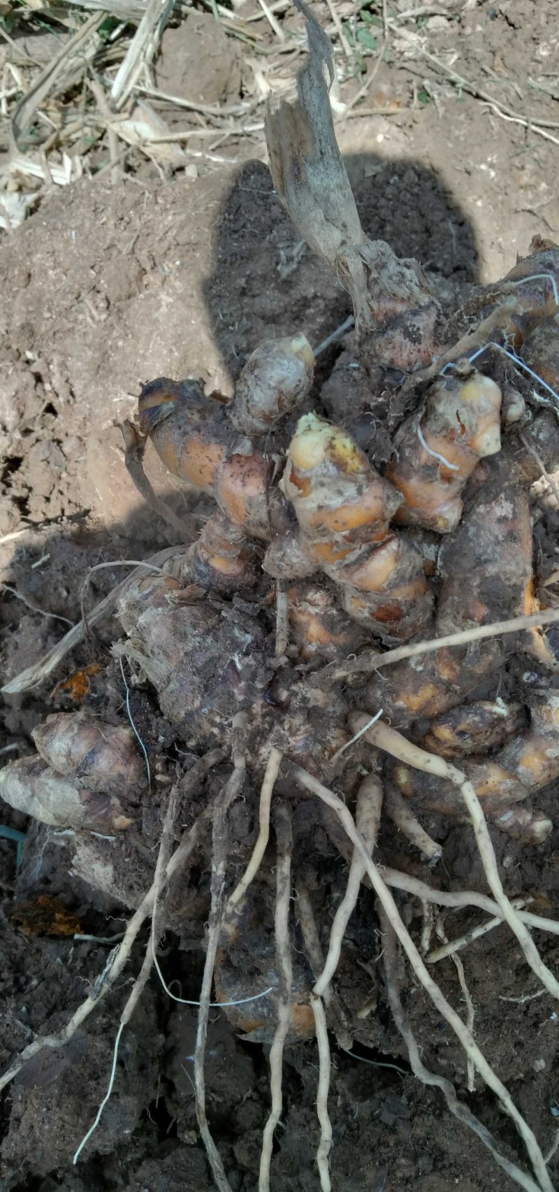 姜黄云南产地直发，每年产新三十吨无公害种植一手货源。