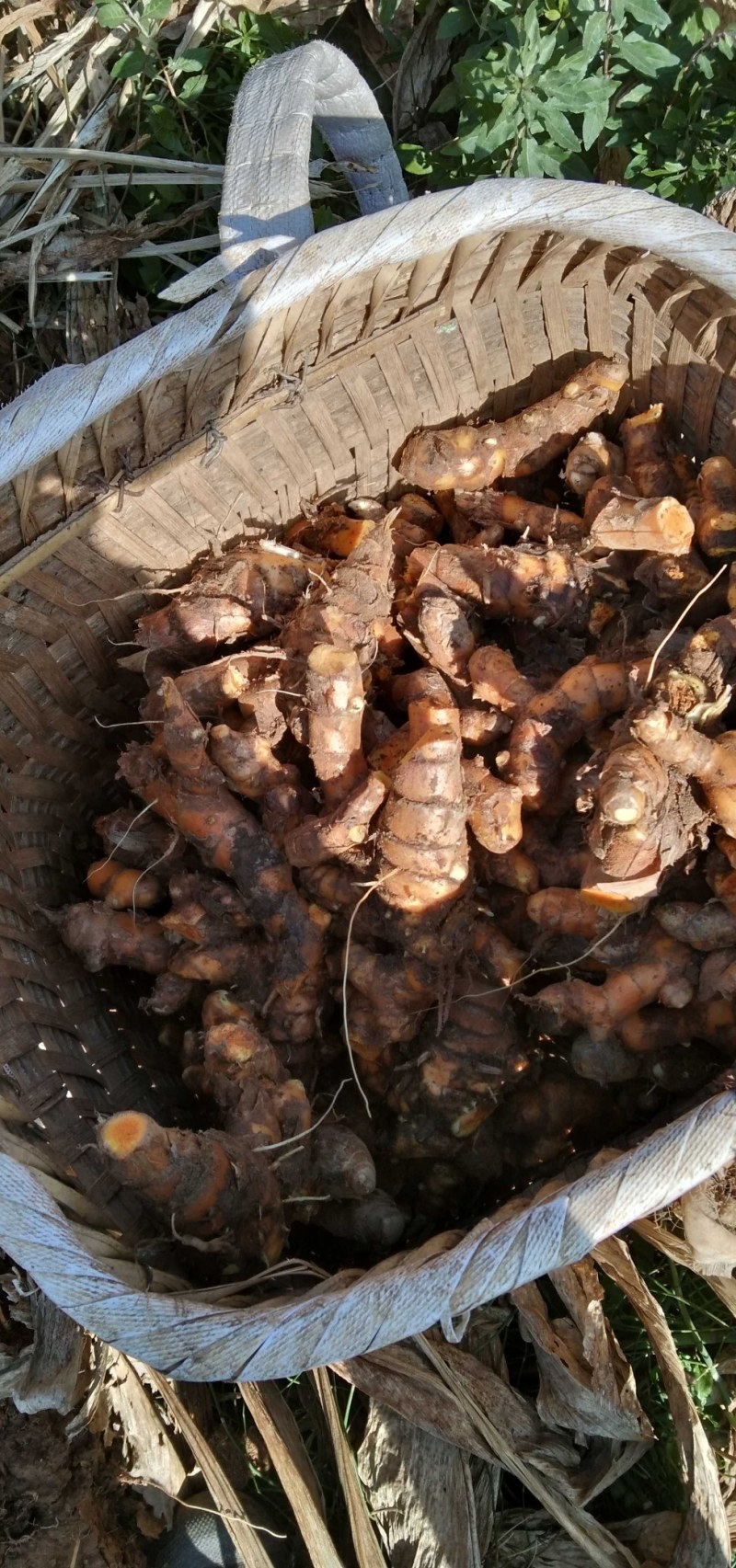 姜黄云南产地直发，每年产新三十吨无公害种植一手货源。