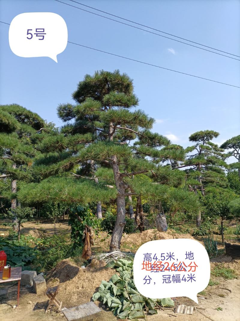 造型松，迎客松，产地直销，规格齐全，上门移栽，来电优惠