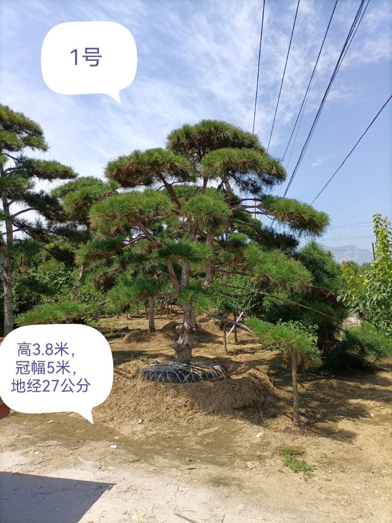造型松，迎客松，产地直销，规格齐全，上门移栽，来电优惠