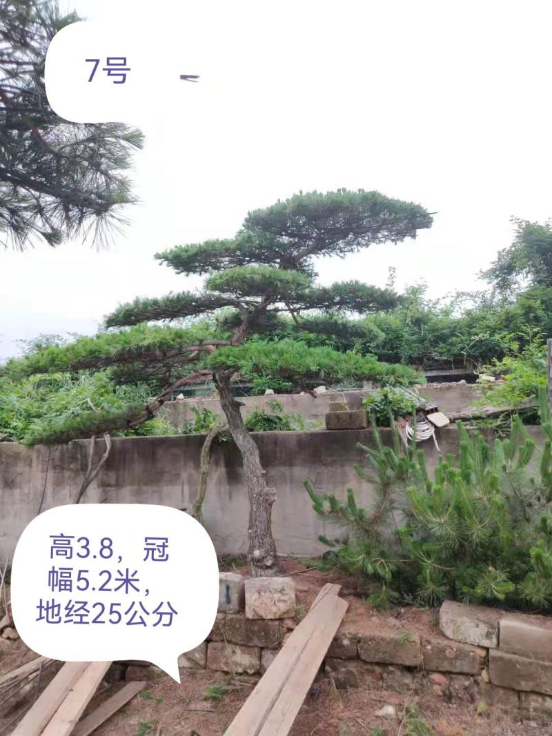 泰山迎客松，造型松，黑松，自家苗铺，现挖现卖，来电优惠