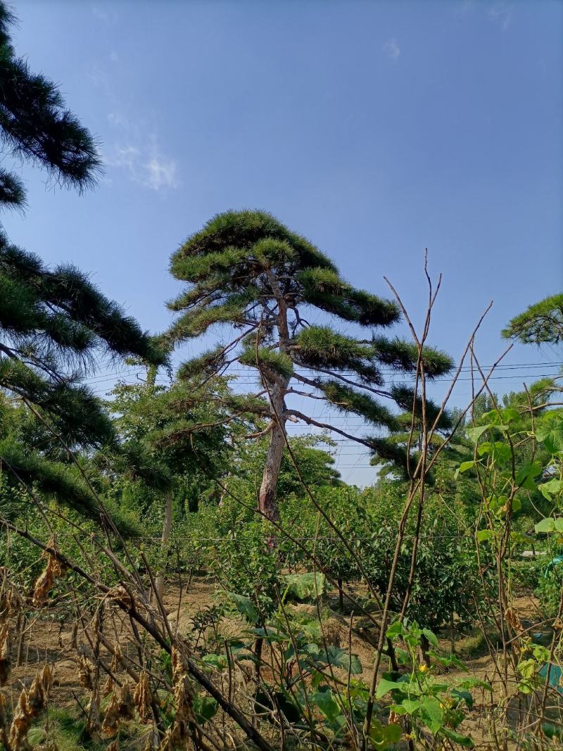 泰山迎客松，造型松，黑松，自家苗铺，现挖现卖，来电优惠