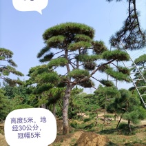 泰山迎客松，造型松，黑松，自家苗铺，现挖现卖，来电优惠