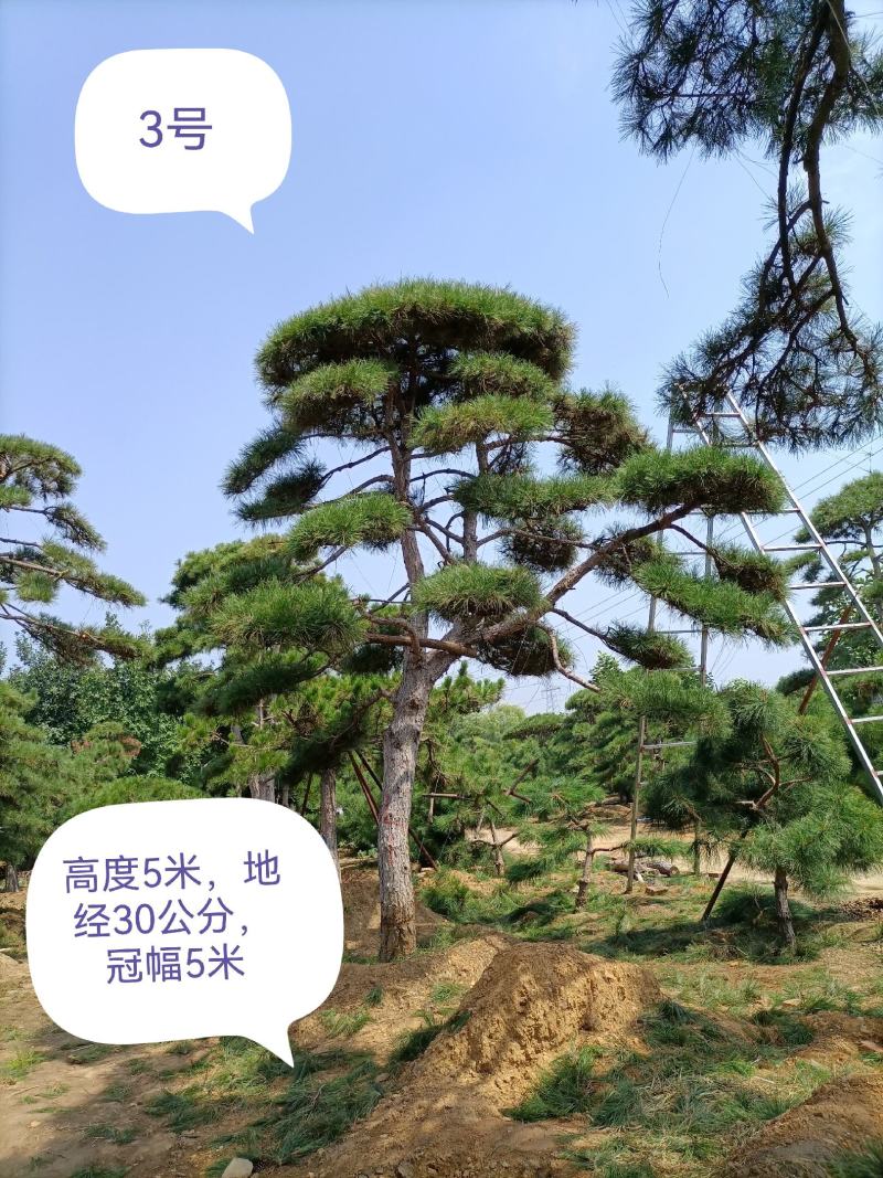 泰山迎客松，造型松，黑松，自家苗铺，现挖现卖，来电优惠