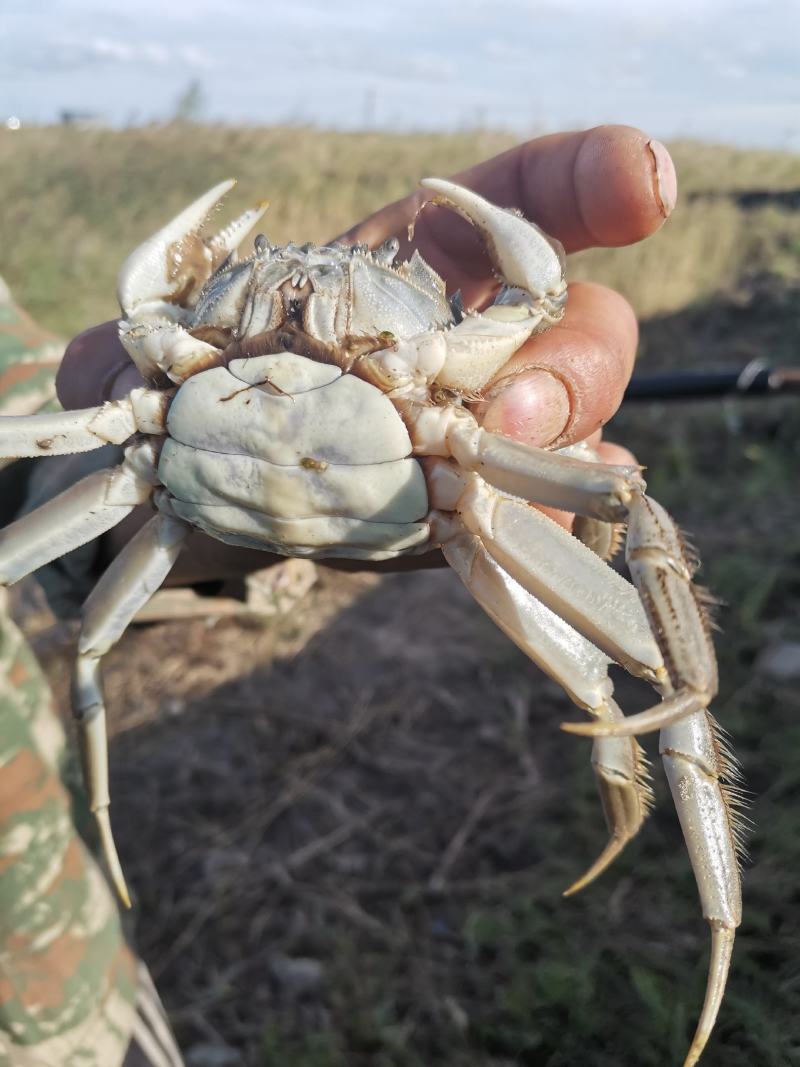 吉林白城月亮湖水库河蟹