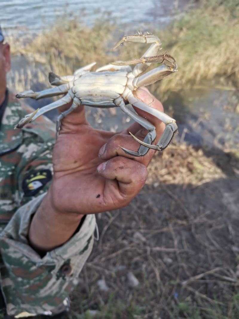 吉林白城月亮湖水库河蟹
